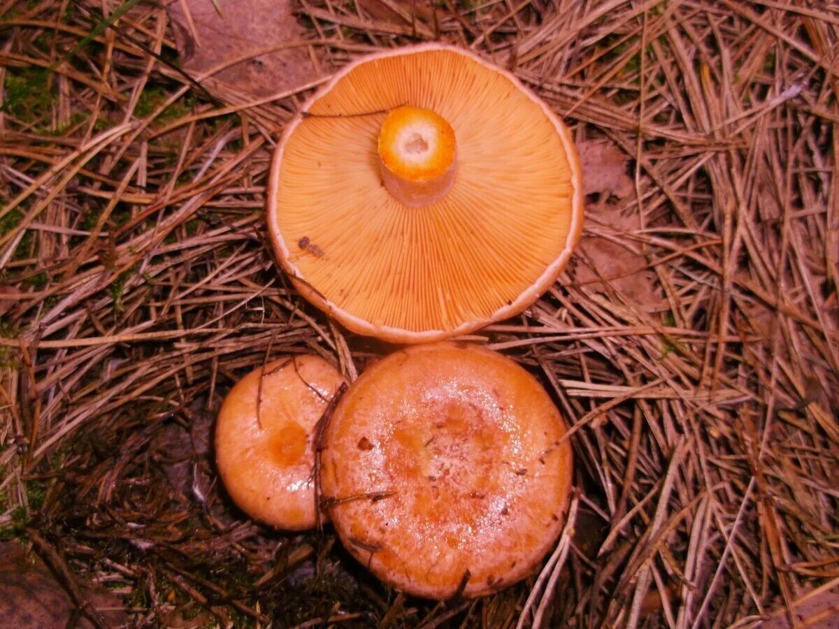 Есть гриб рыжик. Рыжик Сосновый/Боровой (Lactarius deliciosus);. Гриб Рыжик Сосновый. Гриб Рыжик Боровой. Сосновый Бор рыжики.