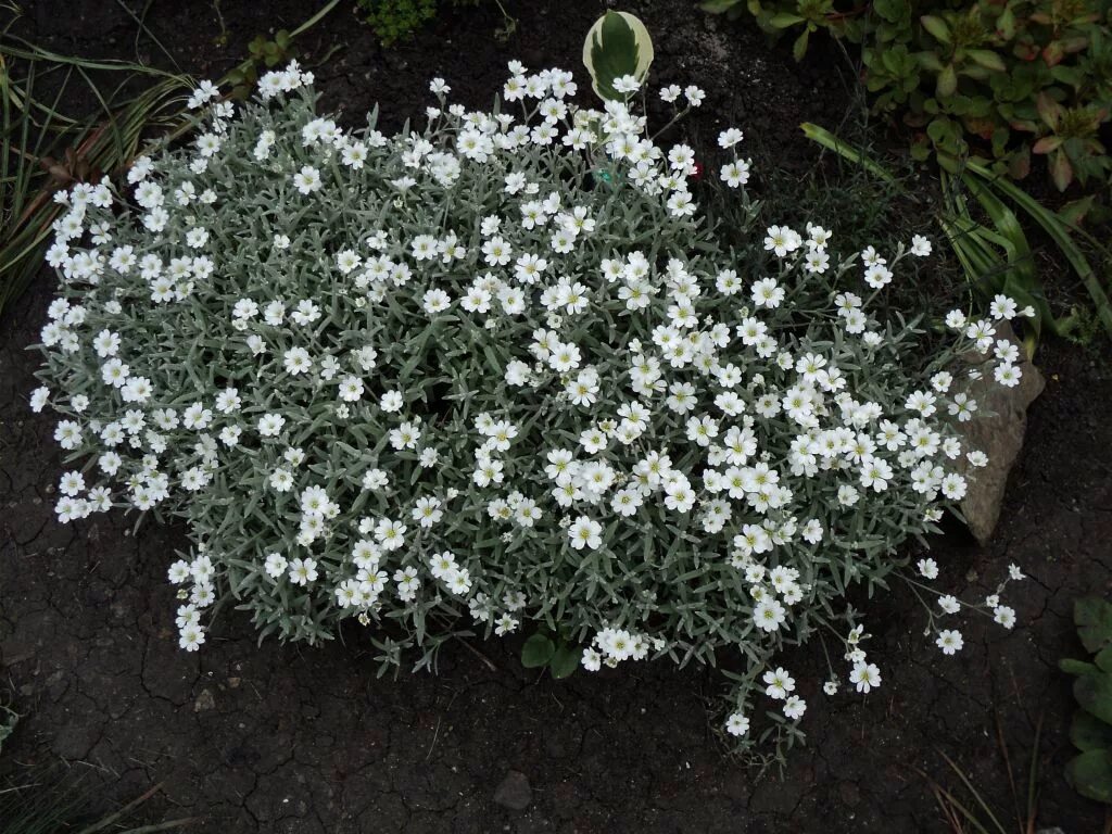 Ясколка многолетняя купить фото. Ясколка войлочная (Cerastium tomentosum). Ясколка Биберштейна. Ясколка Хрустальный водопад. Ясколка войлочная Хрустальный водопад.