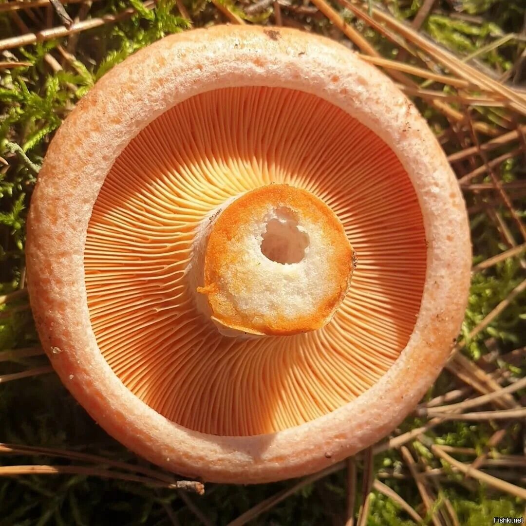Sanguifluus / Sanguiflua / Sanguifluum: col sangue che scorre; sanguinante - Glo