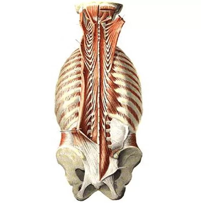 Глубокие мышцы поясницы анатомия. Глубокие Аутохтонные мышцы спины. Глубокие мышцы спины глубокий слой. Фасции мышцы спины атлас.