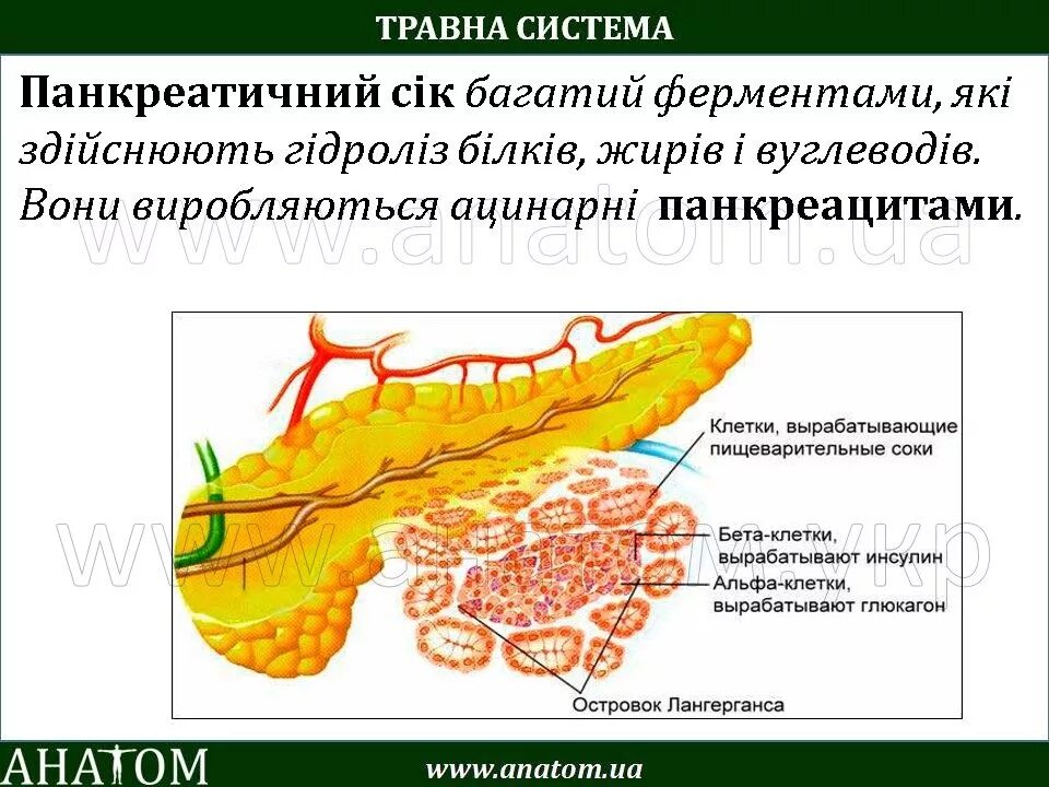 Инсулин синтезируется клетками островков лангерганса. Островки Лангерганса поджелудочной железы расположены. Панкреатический островок Лангерганса. Островки Лангерганса функции. 5 Типов клеток островка Лангерганса.