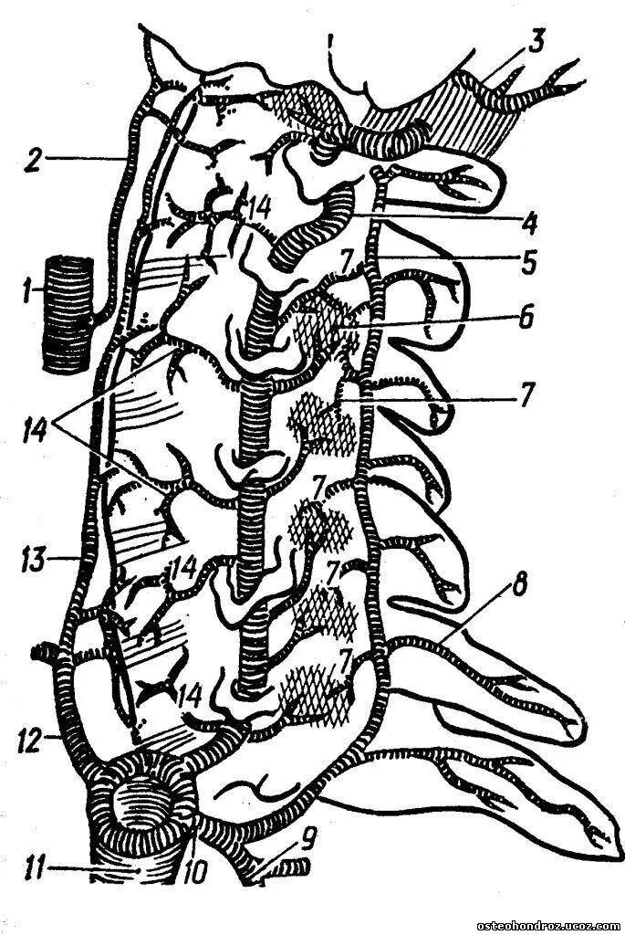 Кровоснабжение межпозвоночных дисков. Позвоночная артерия схема. Позвоночная артерия анатомия схема. Сегменты позвоночной артерии схема. Кровоснабжение позвоночника.