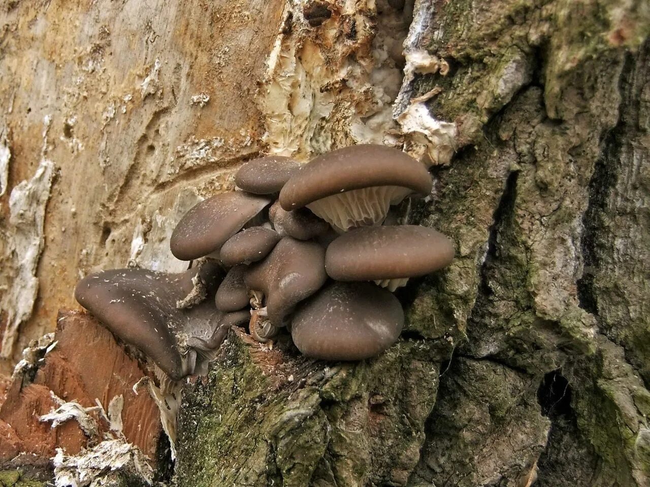 Самые ранние грибы. Ранние грибы. Весенние грибы съедобные. Грибы растущие весной.