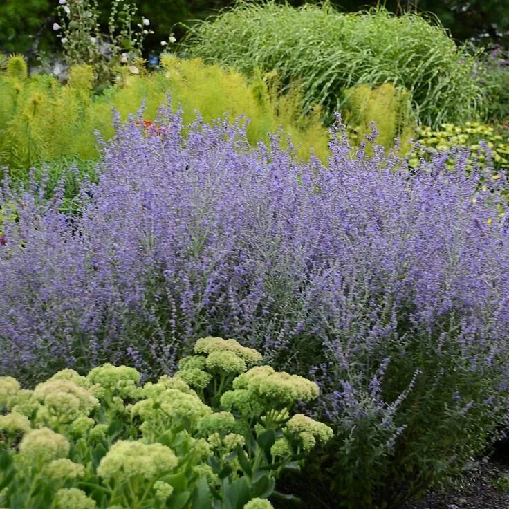 Russian plants. Перовская лебедолистная Блю. Перовския atriplicifolia. Перовския лебедолистная Блю Спайр. Перовския лебедолистная (Perovskia atriplicifolia Blue Steel).