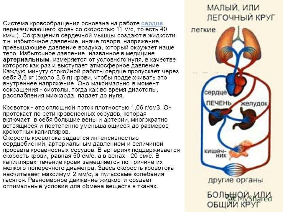 Роль кровообращения в организме. Система кровообращения. Понятие о кровообращении. Вывод система кровообращения. Малый круг кровообращения.