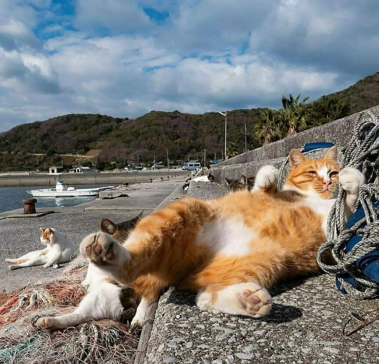 Отдых прикольное. Кот на море. Кошка на пляже. Котенок на море. Кот отдыхает.