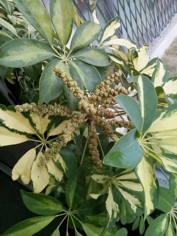 шеффлера. шеффлера цветет. шефлера цветет. фикус шефлера. шефлера цветет.