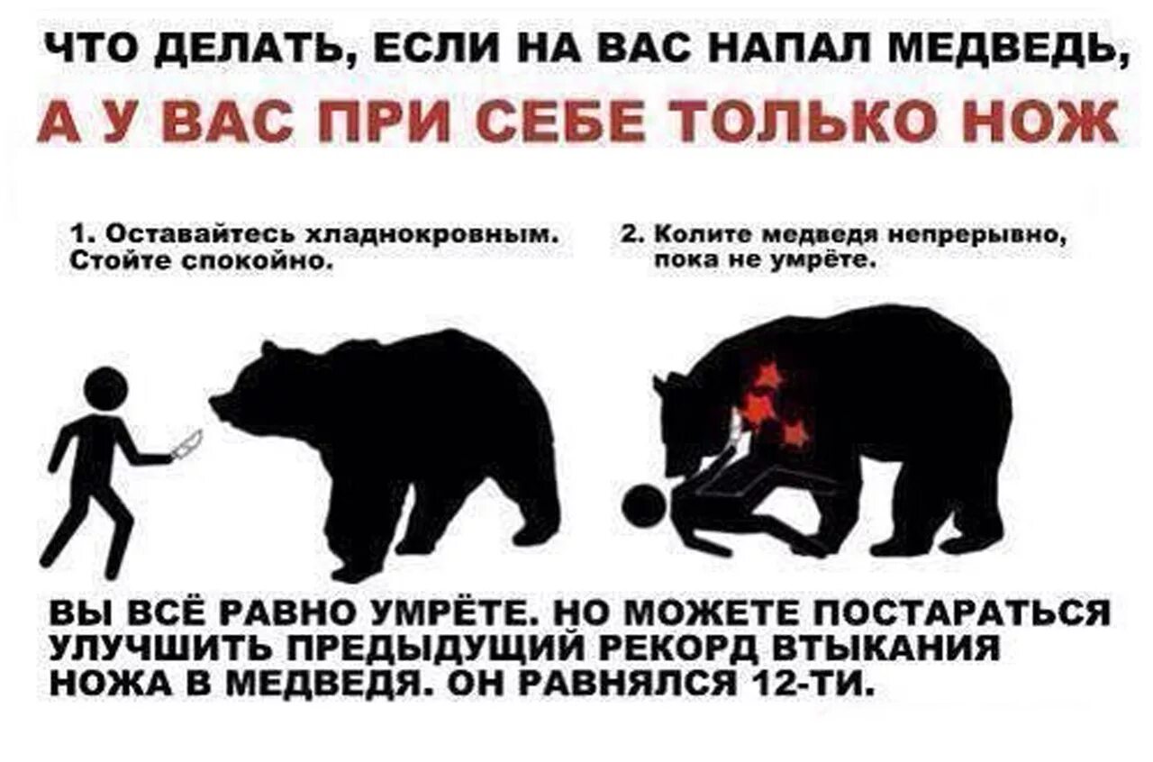 Что делать если напал медведь. Что делать если на вас напал медведь. Что делать если напал медоед. Против нападения