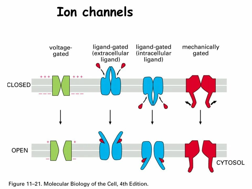 Voltage-gated ion channels. Ion channels. Ion channels. Транспорт через ионные каналы. Mechanic ion channels.