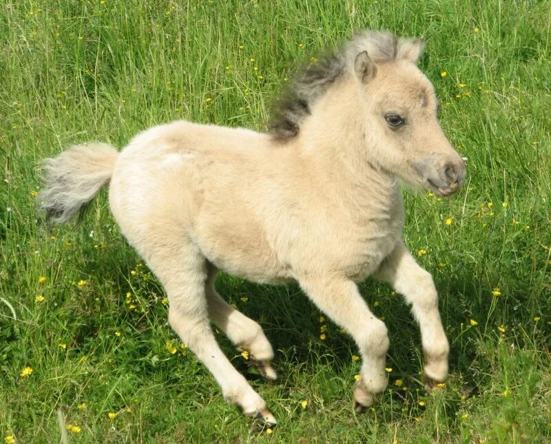 лошади породы фалабелла. лошади породы фалабелла. пони фалабелла. карликовая лошадка фалабелла. карликовая лошадка фалабелла.