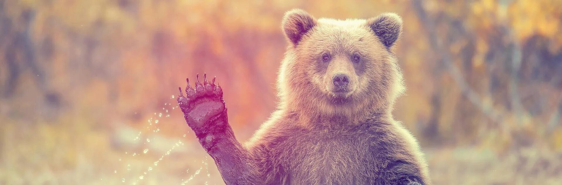 Привет медведь читать. Привет медведь. Медведь приветствует. Медведь лайк. Медведь привет z.