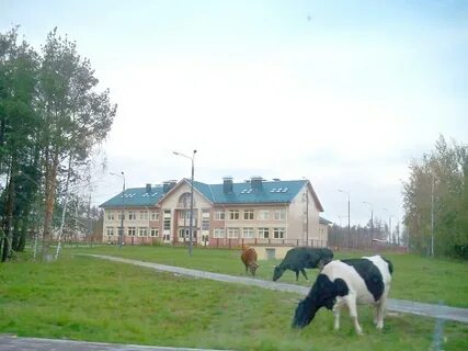 Радовицкий мох