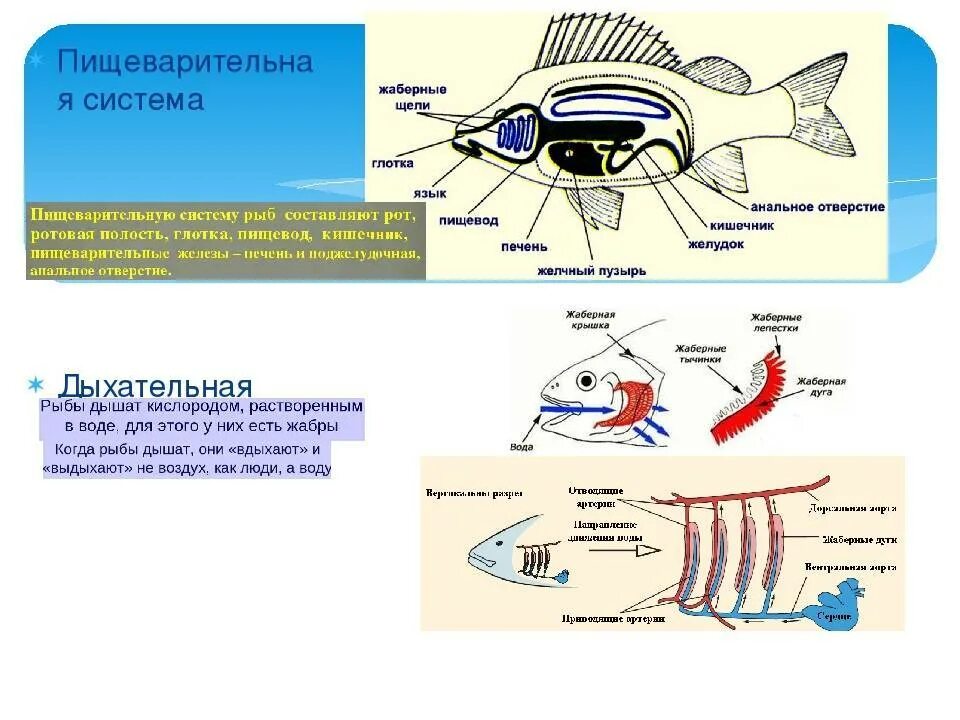 Характерные признаки типа жаберных щелей. Жаберное дыхание у рыб. Органы дыхательной системы у рыб. Дыхательная система рыб жабры. Жабры и жаберные щели у рыб.