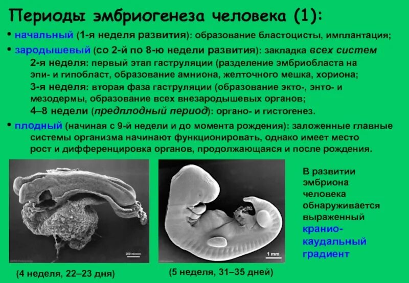 Развитие организма после рождения. Периодизация эмбриогенеза человека. Эмбриология периоды эмбриогенеза. Сроки эмбрионального развития гистология. Фетальный плодный период эмбрионального развития.
