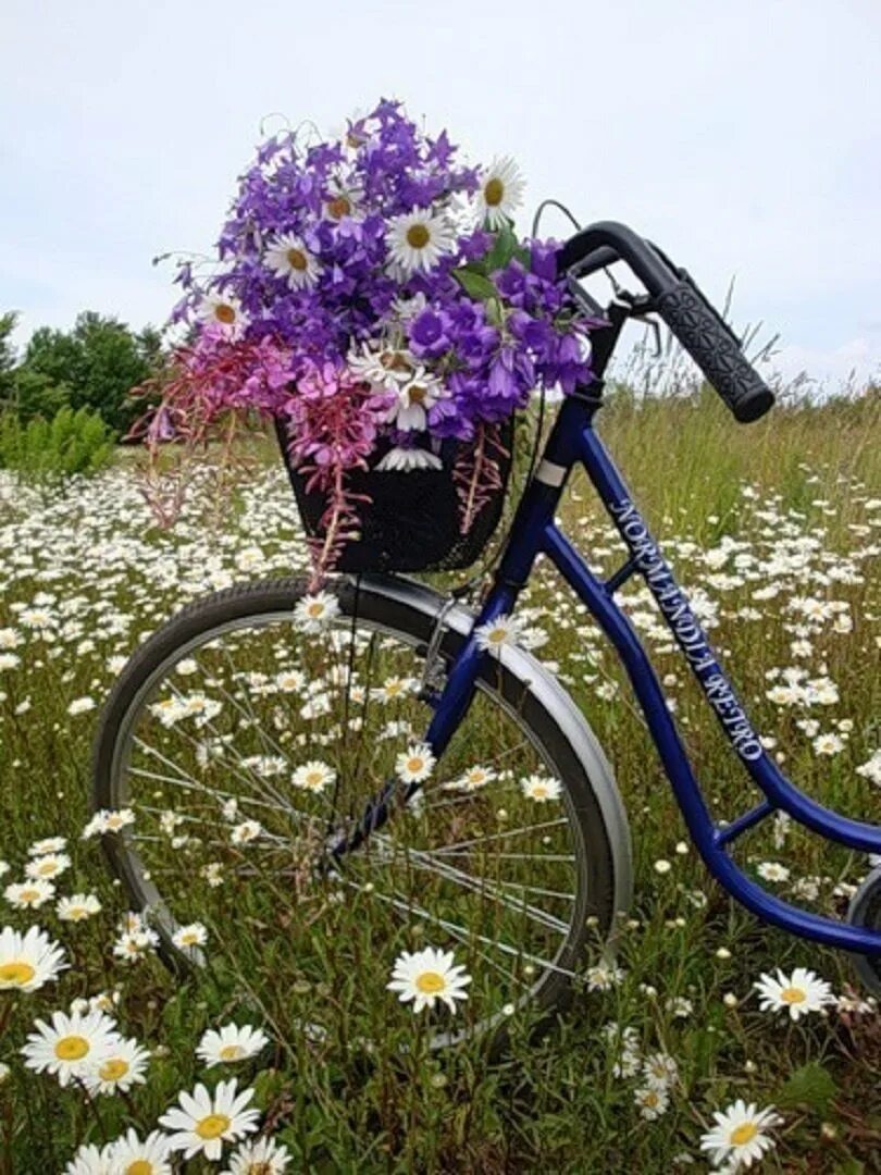 Велосипед в цветах зеленый. Велосипед цветы. Полевые цветы и велосипед. Велосипед в цветах. Велосипед с полевыми цветами.