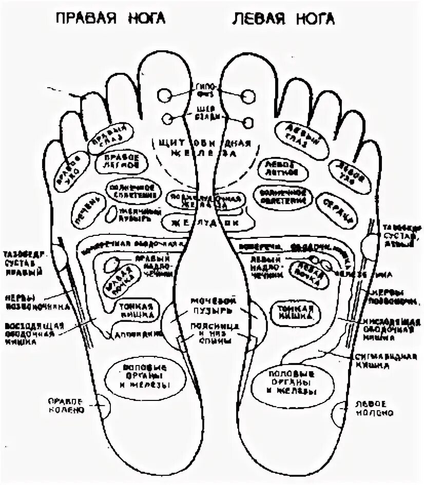 Проекция органов на ступне левой ноги. Проекционные зоны на стопе по Огулову. Проекция органов на подошву стоп. Проекции органов на стопе человека по Огулову. Значение правой ноги