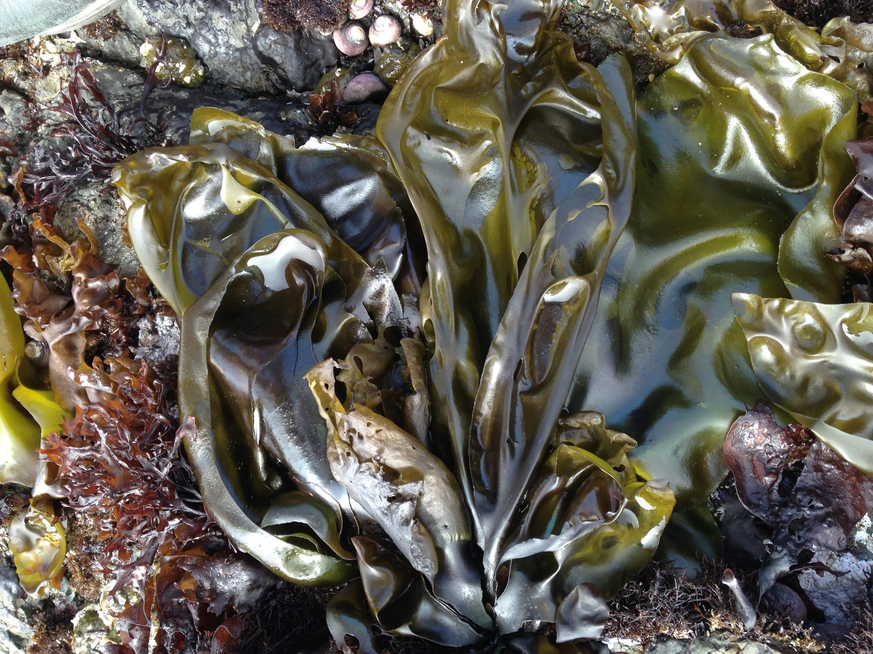 Ламинария эффект. Водоросли ламинария. Фукусы морские водоросли. Фукусы морские водоросли Кадр-9. Хидзики водоросли.