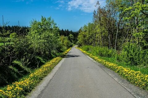 Трава около дороги