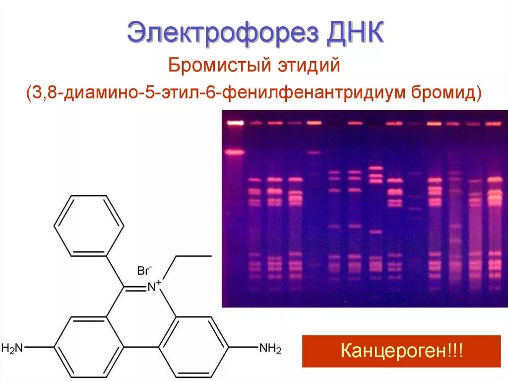 Днк 11 03 2024. Электрофореграмма фрагментов ДНК. Метод ПЦР гель электрофорез. Электрофорез в агарозном геле принцип метода. ПЦР электрофорез в агарозном геле.