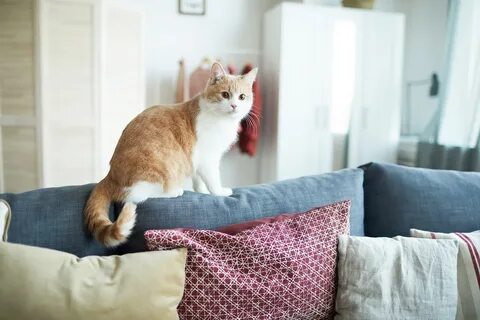 Почему коты дерут мебель
