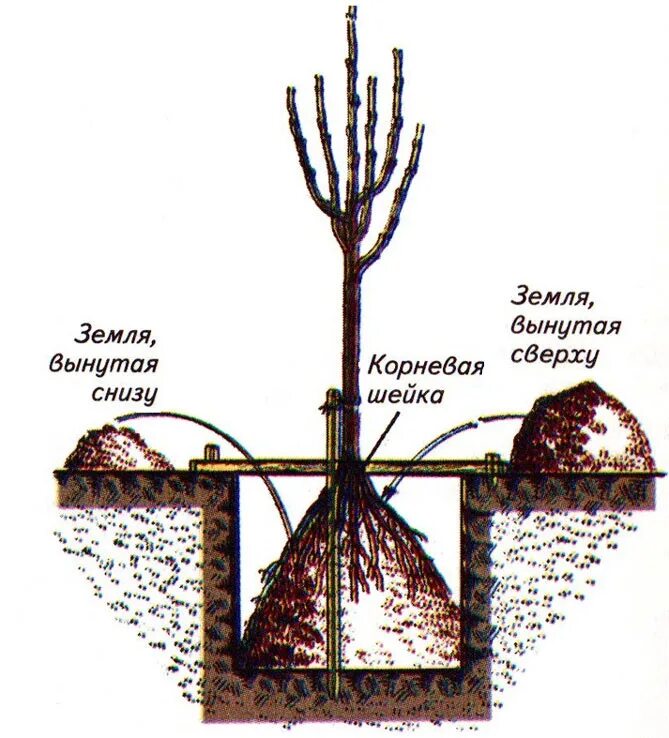 Правильная посадка саженцев. Схема посадки саженца яблони. Схема посадки саженцев яблони. Схема посадка саженца плодовых деревьев. Посадка яблони весной саженцами.