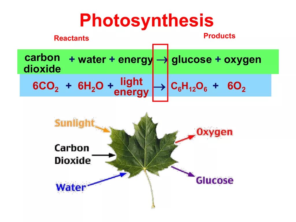Co2 h2o фотосинтез. C6h12o6 фотосинтез. Фотосинтез на английском. Процесс фотосинтеза на английском языке. The Dark Reactions of Photosynthesis.