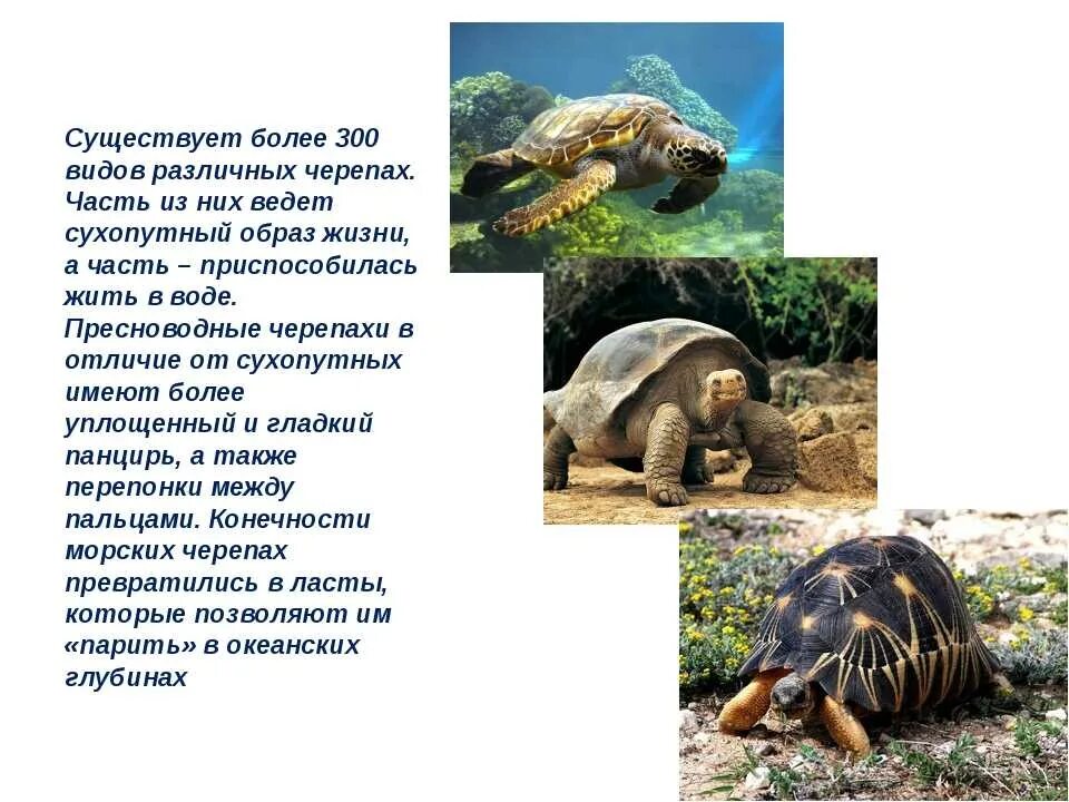 Морская черепаха сухопутная черепаха пресноводная черепаха. Сухопутные и морские черепахи. Черепаха водная и сухопутная. Сухопутные и морские черепахи. Желтоногая черепаха.