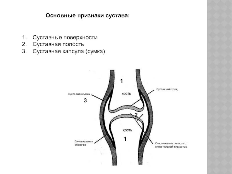 3 признака сустава