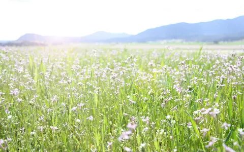 Flowers grasses
