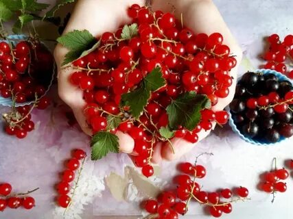 Калины смородины