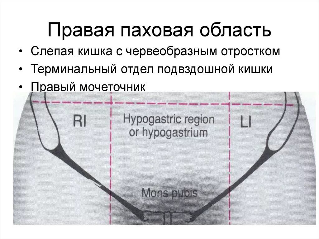 Плотный середина. Левая паховая область. Паховой области у женщин.