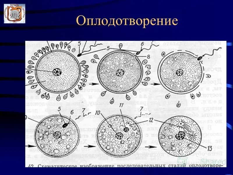 Процесс оплодотворения у человека