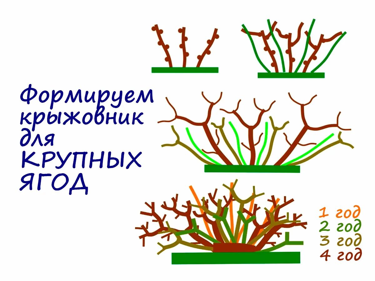 Когда обрезать крыжовник. Схема обрезки крыжовника осенью. Обрезка крыжовника схема. Формировка крыжовника. Схема обрезки гортензии.