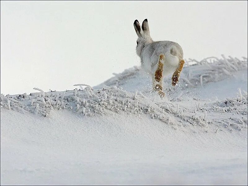 Зайцы бегали в лесу. Заяц бежит. Заяц на снегу. Заяц в горах. Заяц убегает.