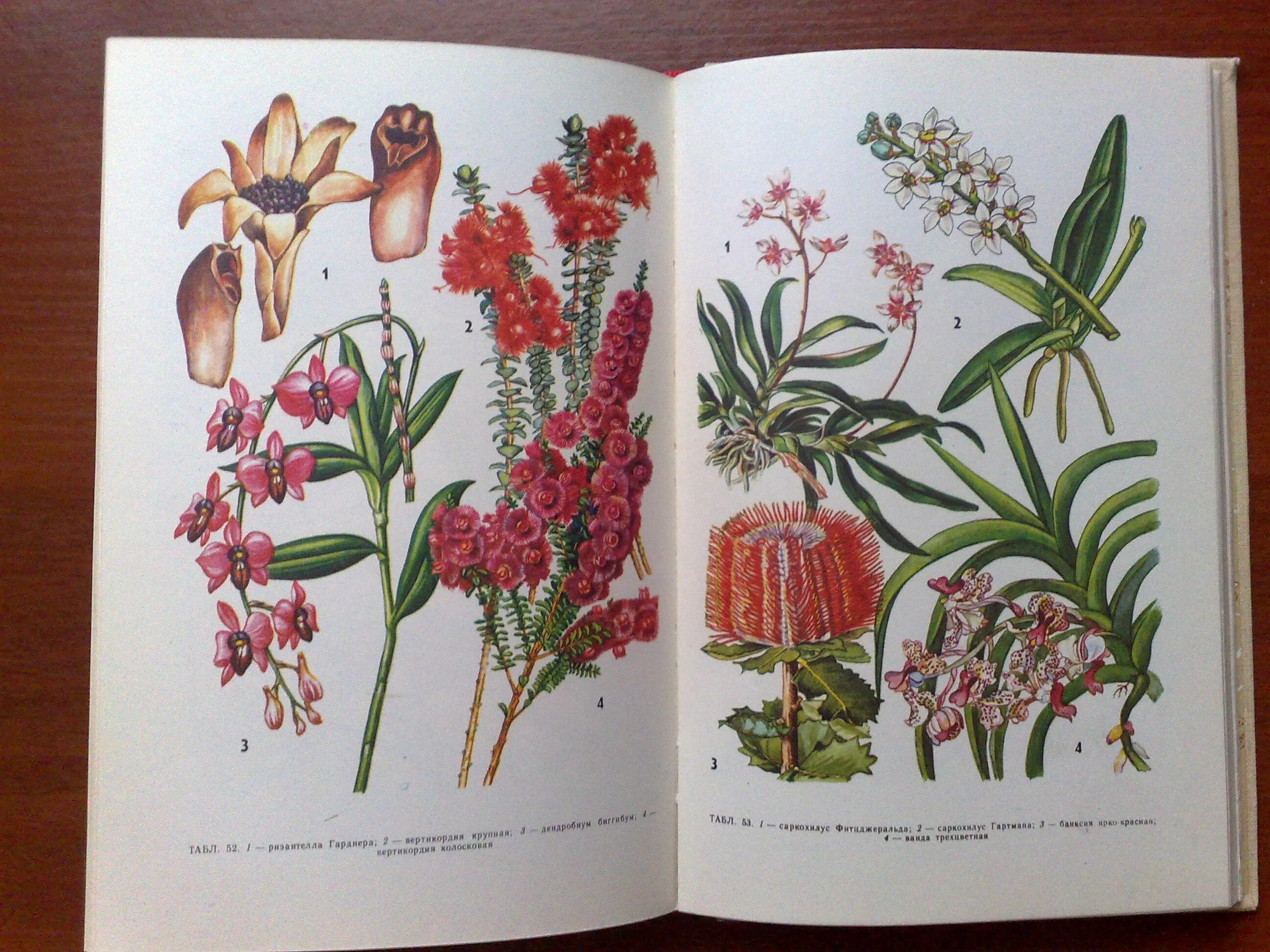 Книга plants. Ботаническая иллюстрация. Ботаника цветы иллюстраций. Ботаническая иллюстрация книга. Ботанические иллюстрации из книг.