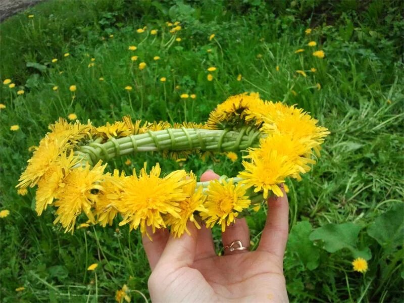 Как плести венок из одуванчиков. Венок из одуванчиков. Венки из одуванчиков. Венки на голову из одуванчиков. Плетение из одуванчиков.