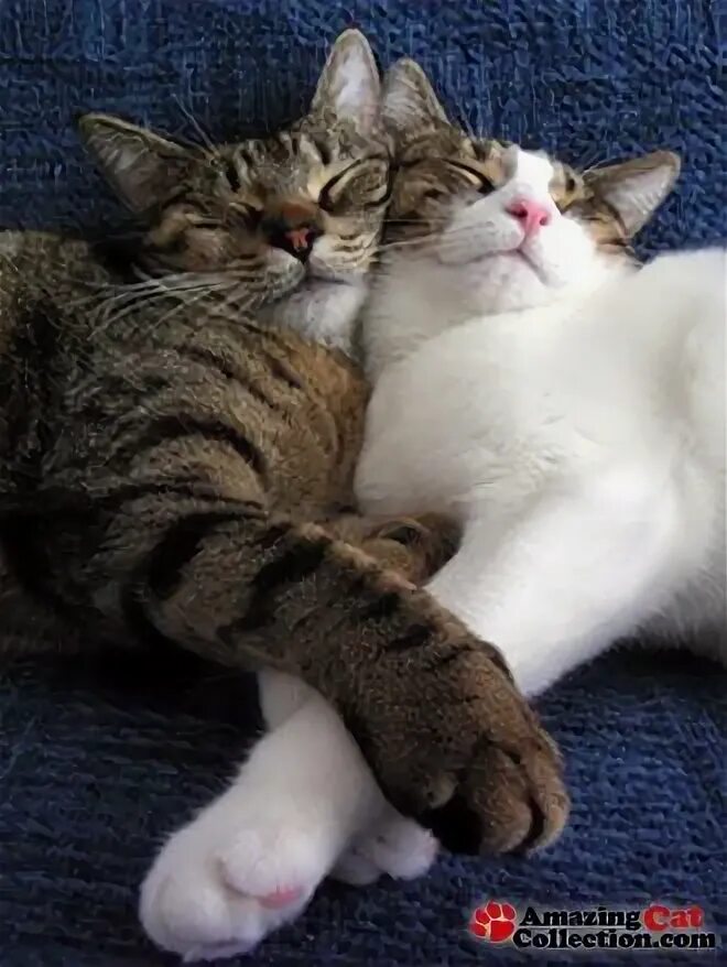 Спящие котики в обнимку. Котики обнимаются. Кошки любовь. Кошка моя любовь. Милые котики обнимаются.