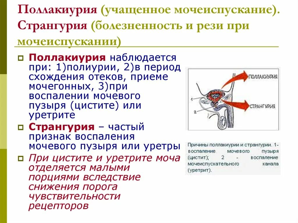 Учащенное мочеиспускание это