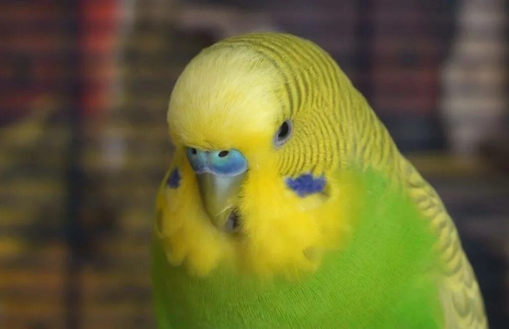 Почему попугай прячет клюв. Коричневая восковица у волнистого попугая. Восковица у волнистого попугая. Волнистый попугай. Искривление клюва у попугая.