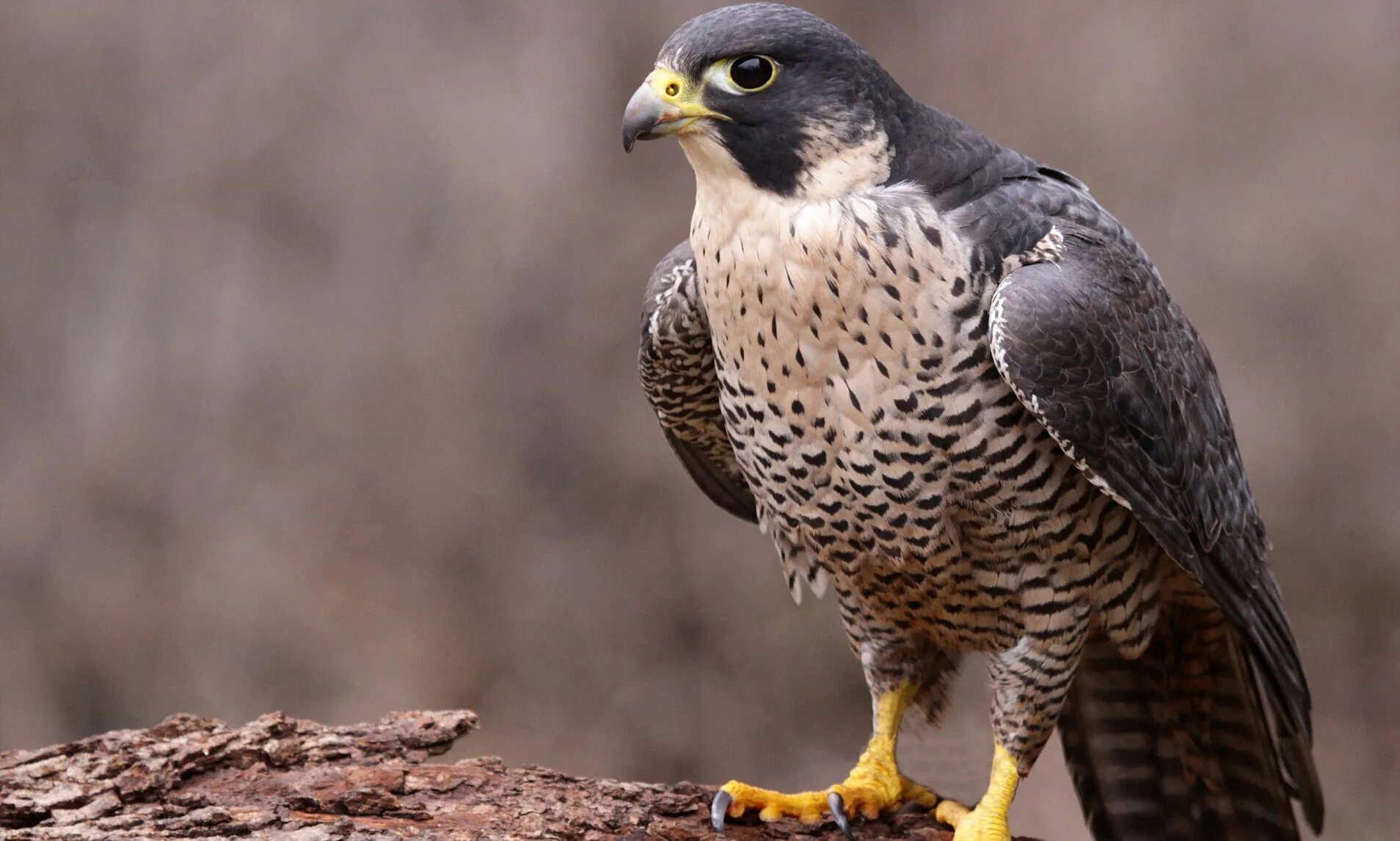 Сокол Сапсан. Хищные птицы Сокол Сапсан. Сапсан Falco peregrinus. Ястреб тетеревятник Сапсан. Fastest bird