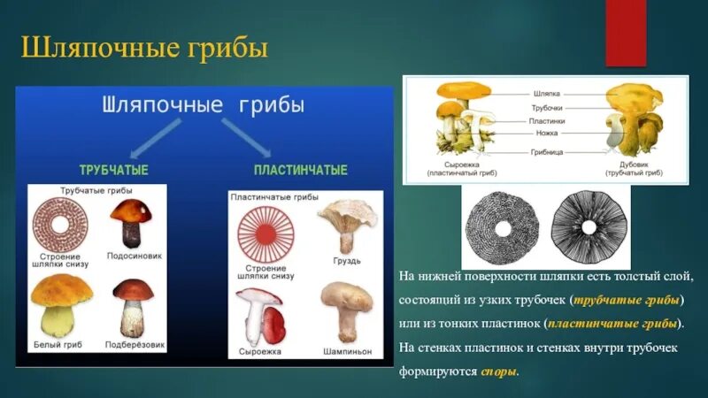 Шляпочные и пластинчатые грибы. Шляпочные трубчатые. Грибы Шляпочные и трубчатые. Трубчатая и пластинчатая шляпка гриба. Какие пластинчатые или трубчатые