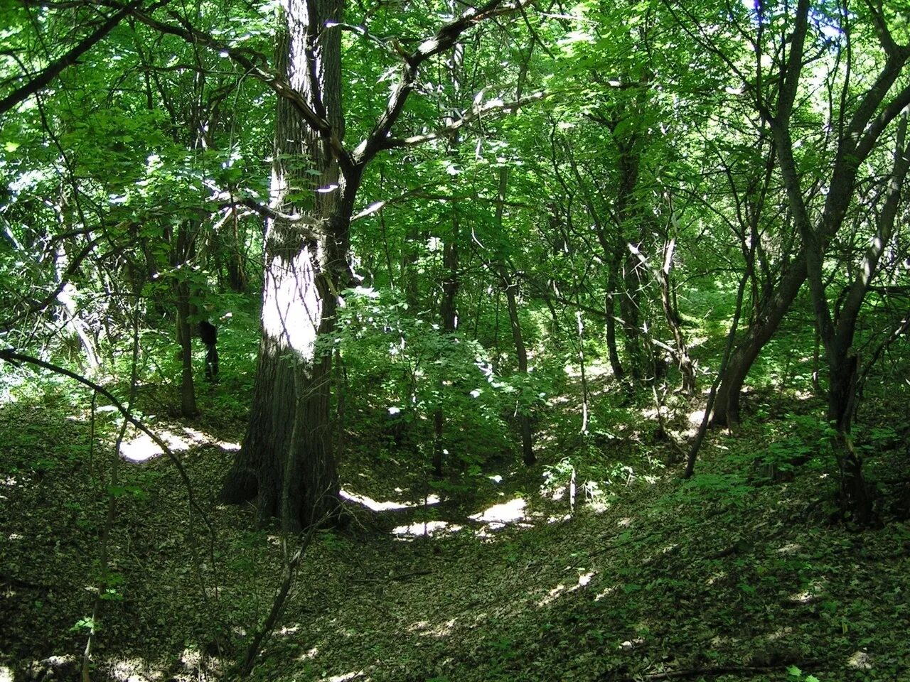 Саратовские памятники природы. Губаревка усадьба Шахматовых. Усадьба Шахматово Губаревка. Парк усадьбы Шаровка. Усадьба Шахматовых в Губаревке Саратовской.