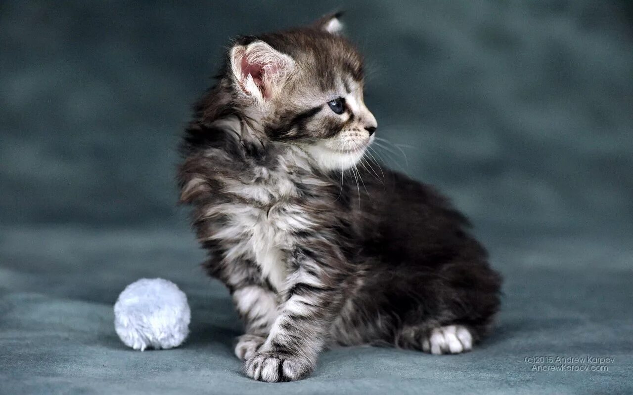 Котенок. Породистые котята. Котята разных пород. Кошки маленькие породистые милые. Котята в добрые московская область