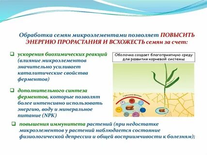 Чем обрабатывают семена