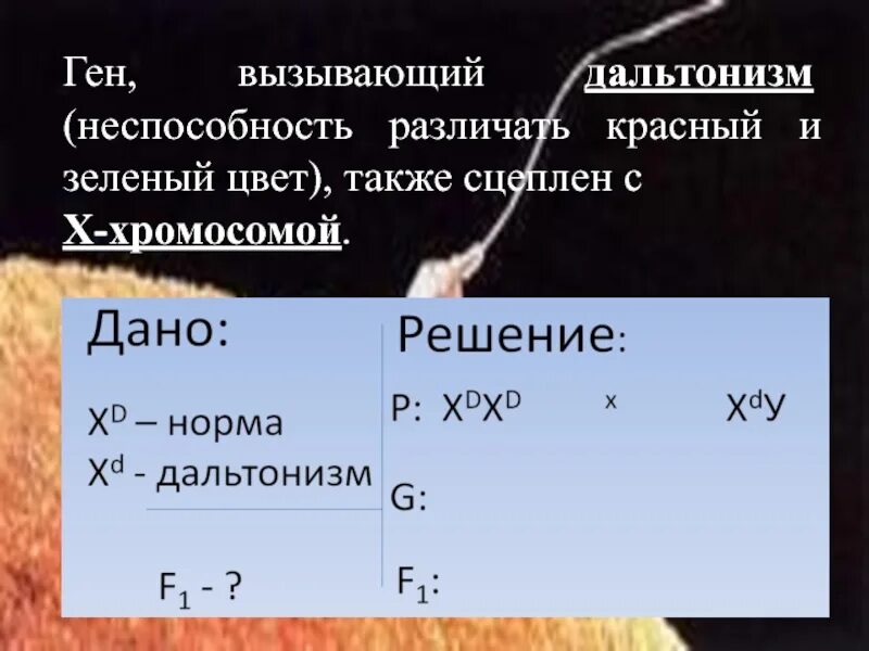 У человека ген вызывающий. Дальтонизм сцеплен с х хромосомой. Красно-зеленый дальтонизм сцеплен с полом. Ген вызывающий цветовую слепоту у человека расположен.