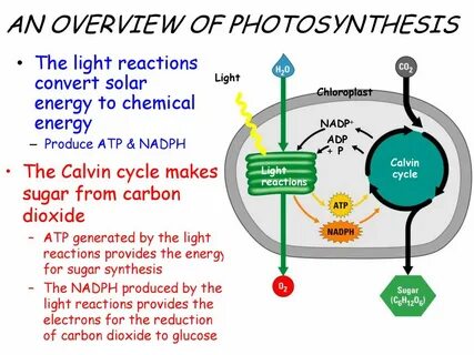 Photosynthesis