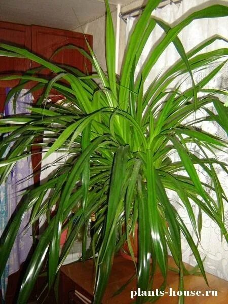 Название комнатного растения с длинными листьями. Хлорофитум панданус. Панданус цветок. Панданус или винтовая Пальма. Панданус винтовая Пальма цветение.