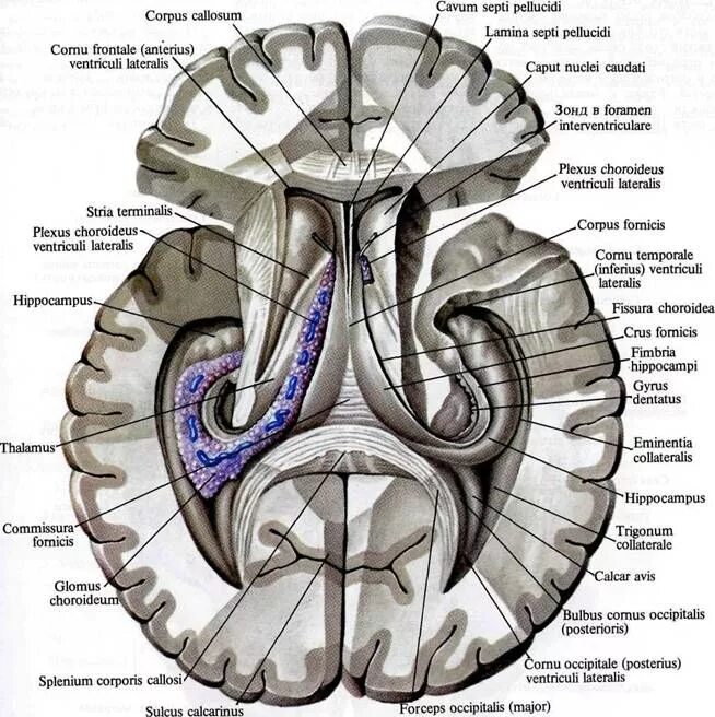 Боковые желудочки головного мозга анатомия. Передний Рог бокового желудочка анатомия. Коллатеральное возвышение бокового желудочка анатомия. Задние рога боковых желудочков мозга.