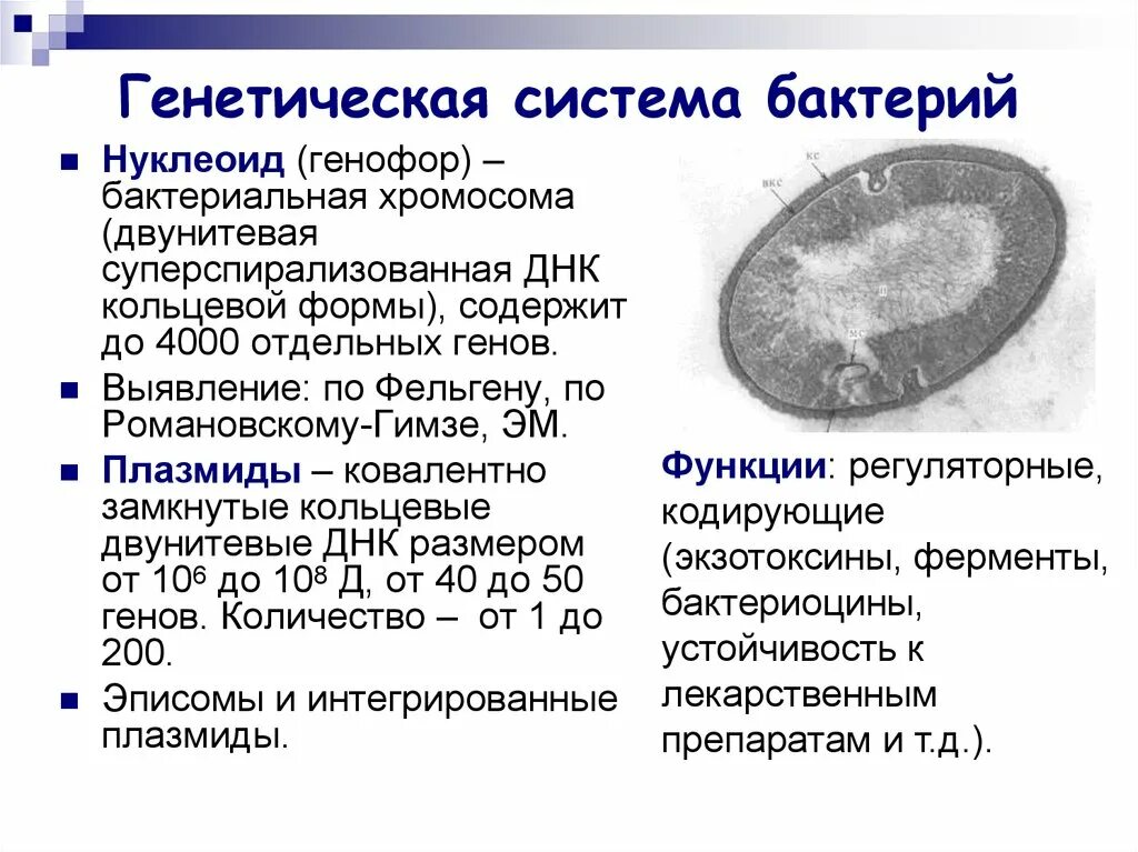 Кольцевой нуклеоид. Нуклеоид бактерий метод выявления. Нуклеоид методы выявления. Нуклеоид бактерий микробиология. Нуклеоид его функция микробиология.