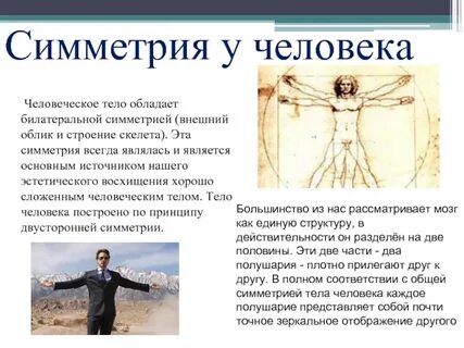 Симметрия в организме